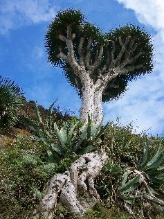Tenerife e Parco Nazionale del Teide